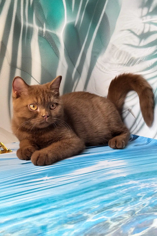 Portos | british shorthair kitten