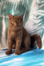 Portos | british shorthair kitten