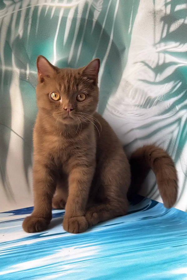 Portos | british shorthair kitten