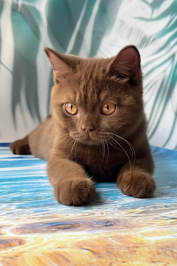 Portos | british shorthair kitten