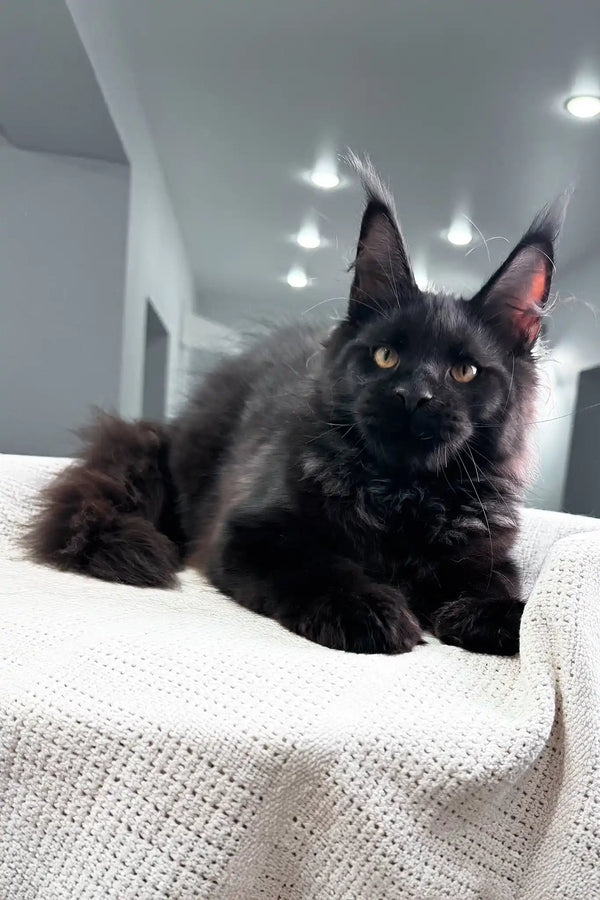 Poseidon | maine coon kitten