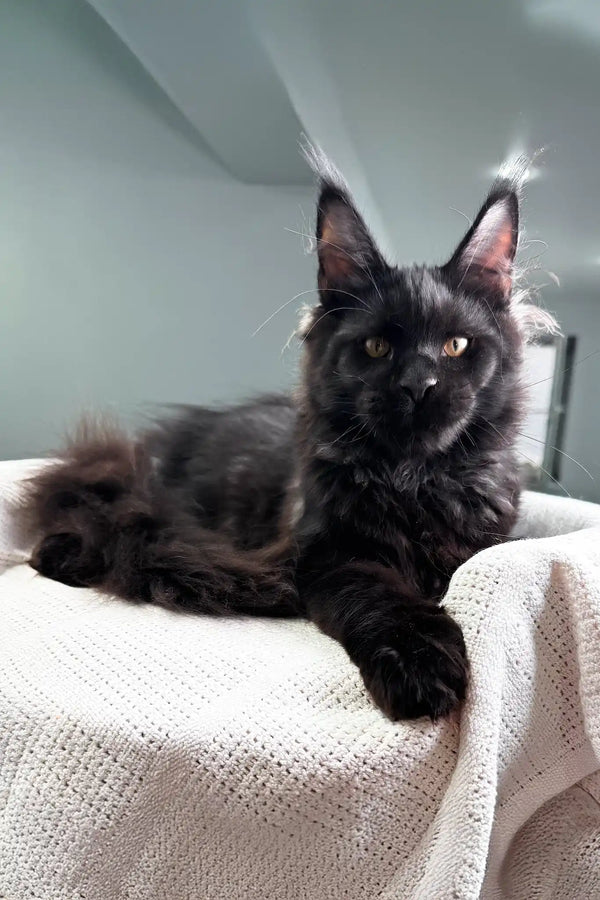 Poseidon | maine coon kitten