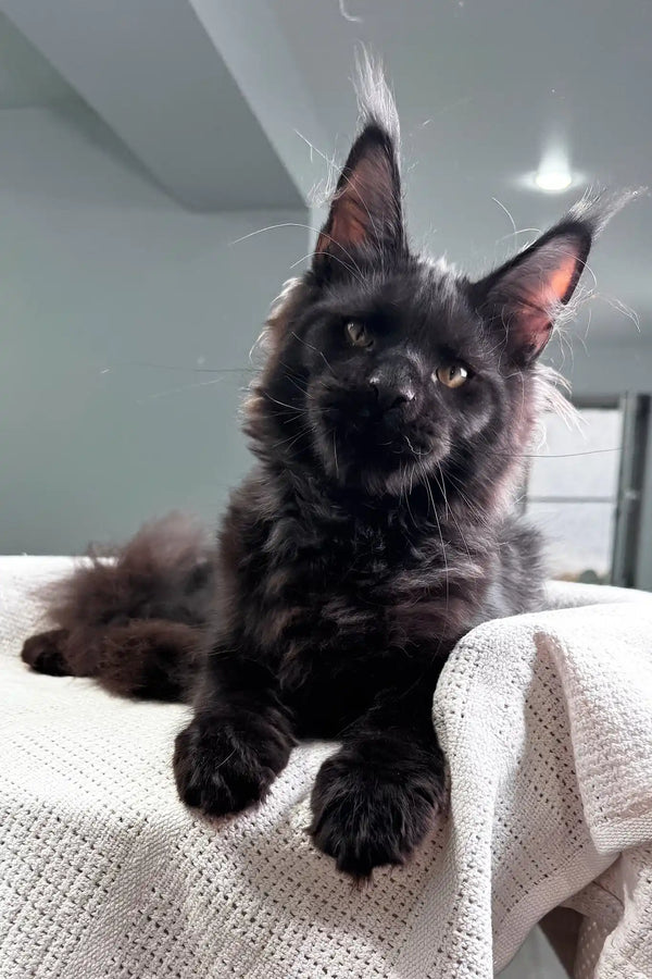 Poseidon | maine coon kitten