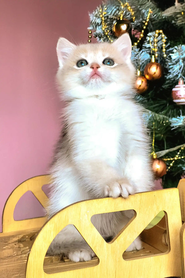 White fluffy British Shorthair kitten with blue eyes on a cozy yellow chair