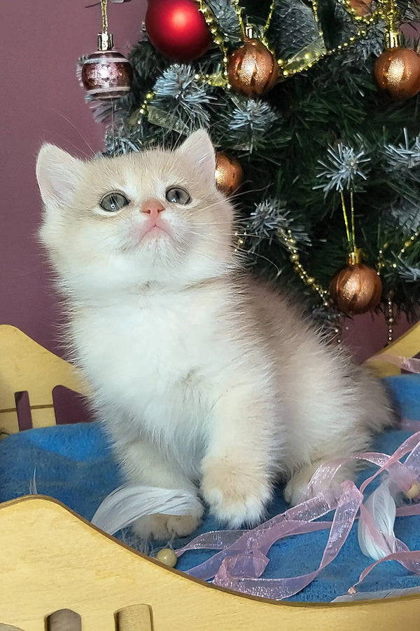 White fluffy British Shorthair kitten Potap with blue eyes by Christmas tree
