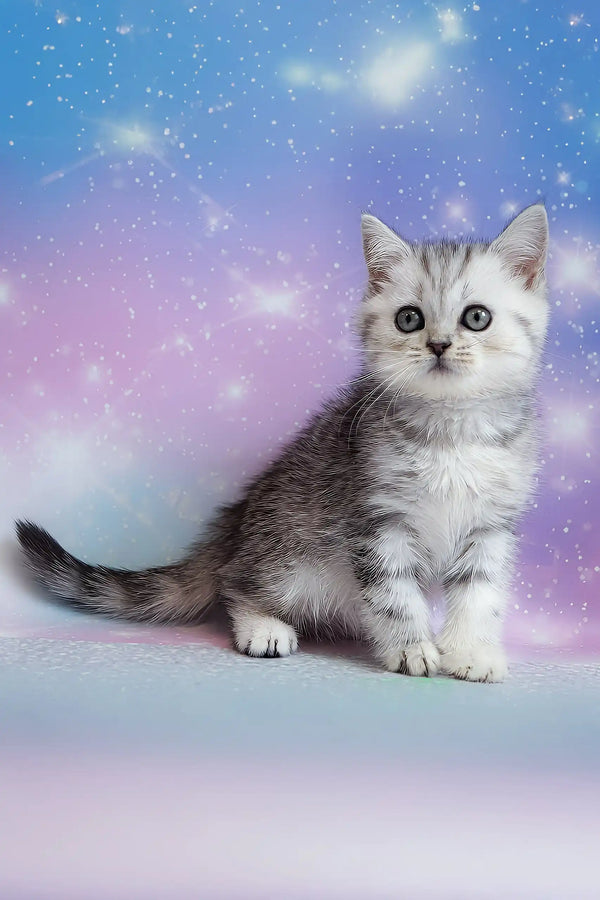 Potap | scottish straight kitten