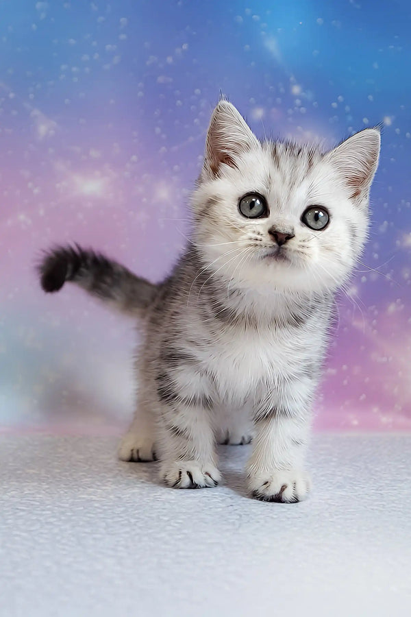 Potap | scottish straight kitten