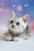 Potap | scottish straight kitten