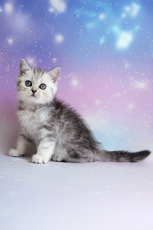 Potap | scottish straight kitten