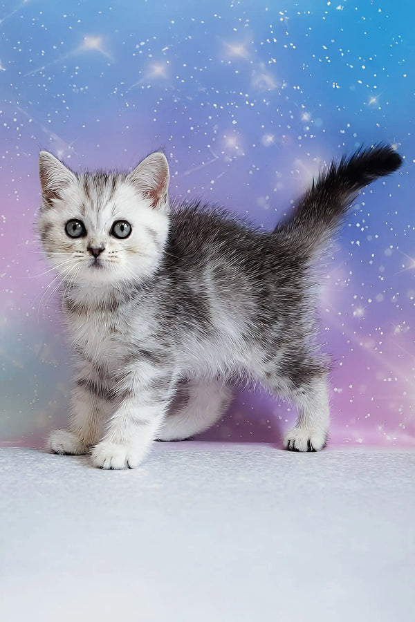 Potap | scottish straight kitten