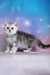Potap | scottish straight kitten