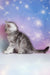 Potap | scottish straight kitten