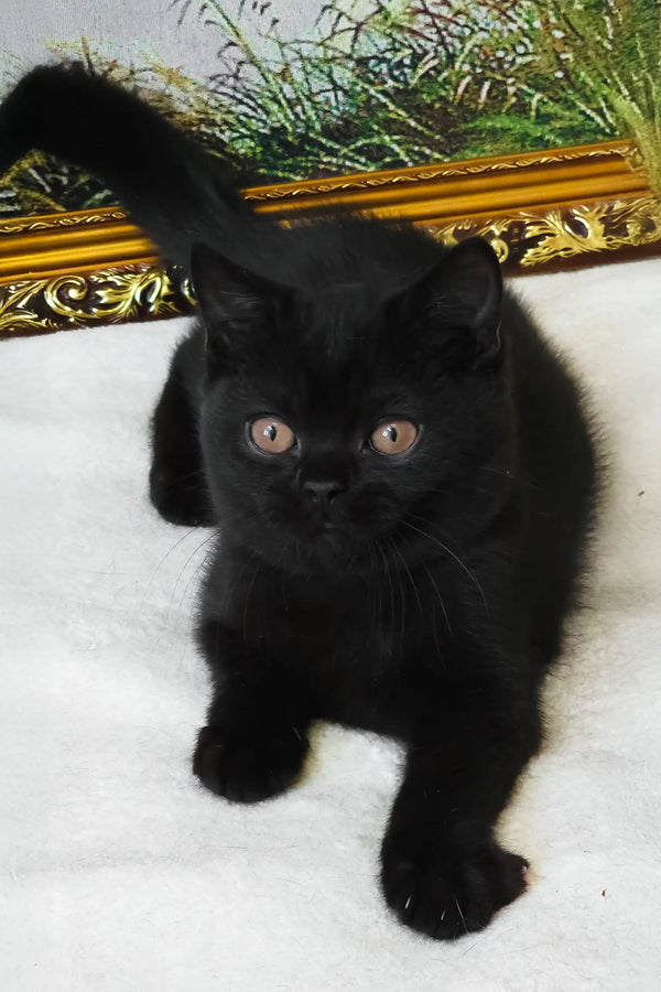 Potapych | british shorthair kitten