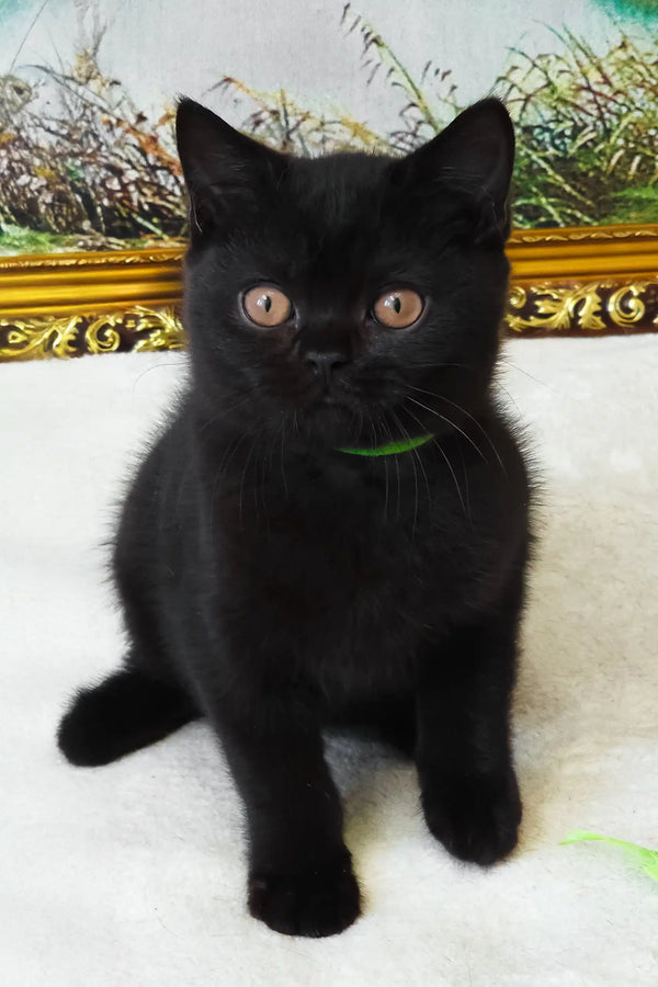 Potapych | british shorthair kitten