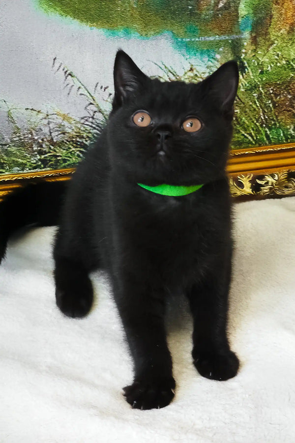 Potapych | british shorthair kitten