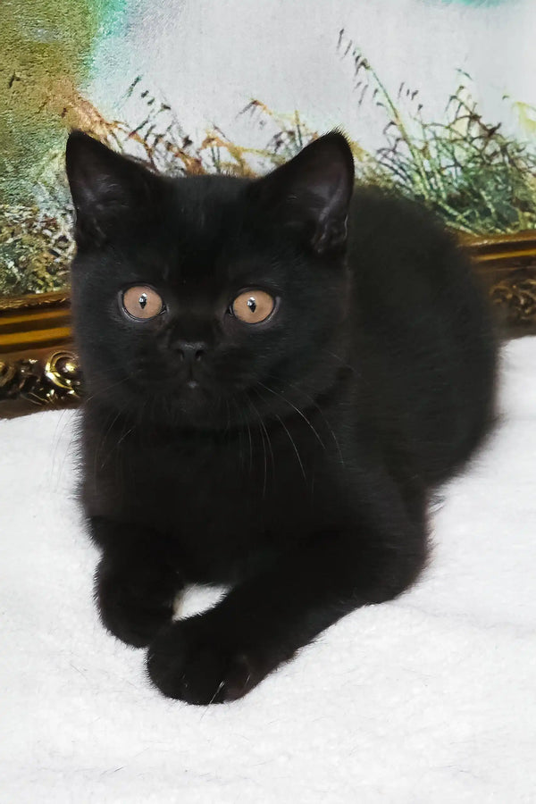 Potapych | british shorthair kitten