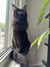 Black long-haired Maine Coon kitten chilling on a windowsill enjoying the sun