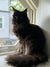 Black long-haired Maine Coon kitten chilling on a sunny windowsill