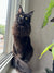 Black Maine Coon kitten with bright yellow eyes lounging on a sunny windowsill