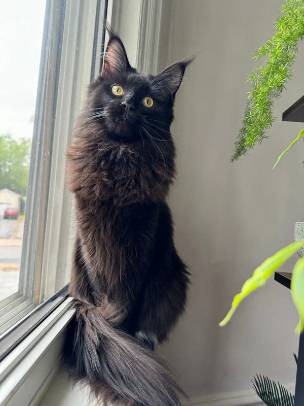 Black Maine Coon kitten with bright yellow eyes lounging on a sunny windowsill