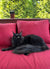 Black Maine Coon kitten relaxing on a bright pink cushion for ultimate cuteness