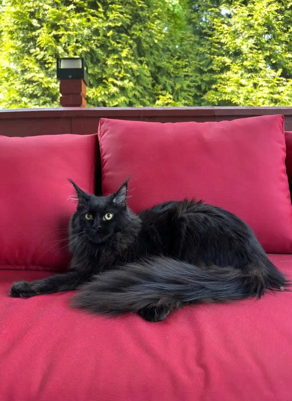 Black Maine Coon kitten relaxing on a bright pink cushion for ultimate cuteness