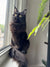 Black Maine Coon kitten with bright yellow eyes lounging on a sunny windowsill