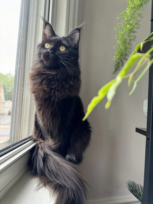 Black Maine Coon kitten with bright yellow eyes lounging on a sunny windowsill