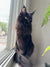 Black long-haired Maine Coon kitten chilling on a sunny windowsill