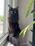 Black Maine Coon kitten with bright yellow eyes sitting by a window