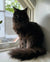 Black long-haired Maine Coon kitten lounging on a sunny windowsill