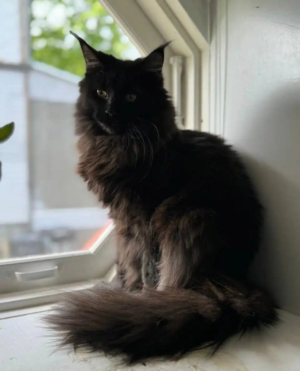 Black long-haired Maine Coon kitten lounging on a sunny windowsill