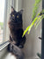 Black long-haired Maine Coon kitten with bright yellow eyes on a windowsill