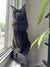 Black Maine Coon kitten with green eyes lounging on a sunny windowsill