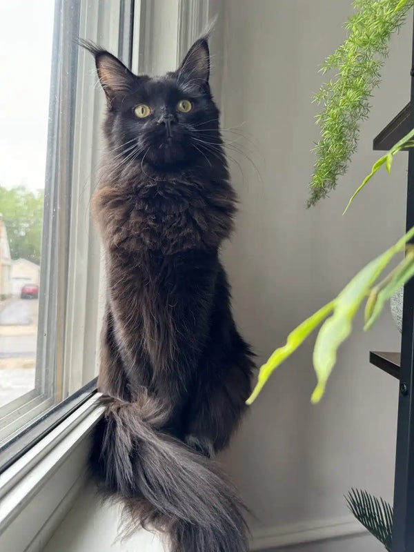 Black Maine Coon kitten with green eyes lounging on a sunny windowsill