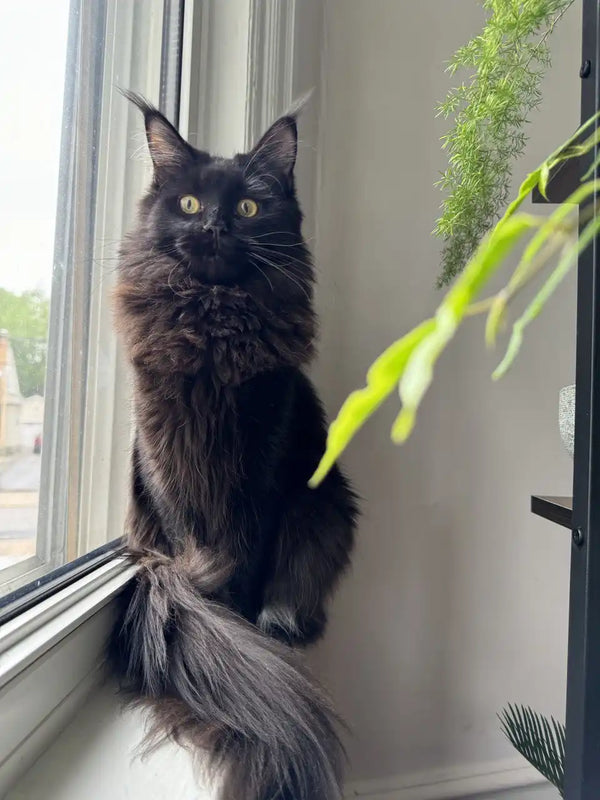 Black Maine Coon kitten lounging on a windowsill, soaking up the sun