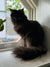 Black long-haired Maine Coon kitten lounging on a windowsill, looking adorable