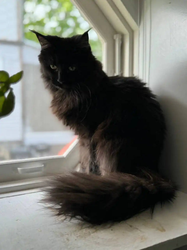 Black long-haired Maine Coon kitten lounging on a windowsill, looking adorable
