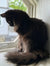 Fluffy black Maine Coon kitten chilling on a windowsill, enjoying the sunshine