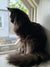 Long-haired black Maine Coon kitten chilling on a sunny windowsill