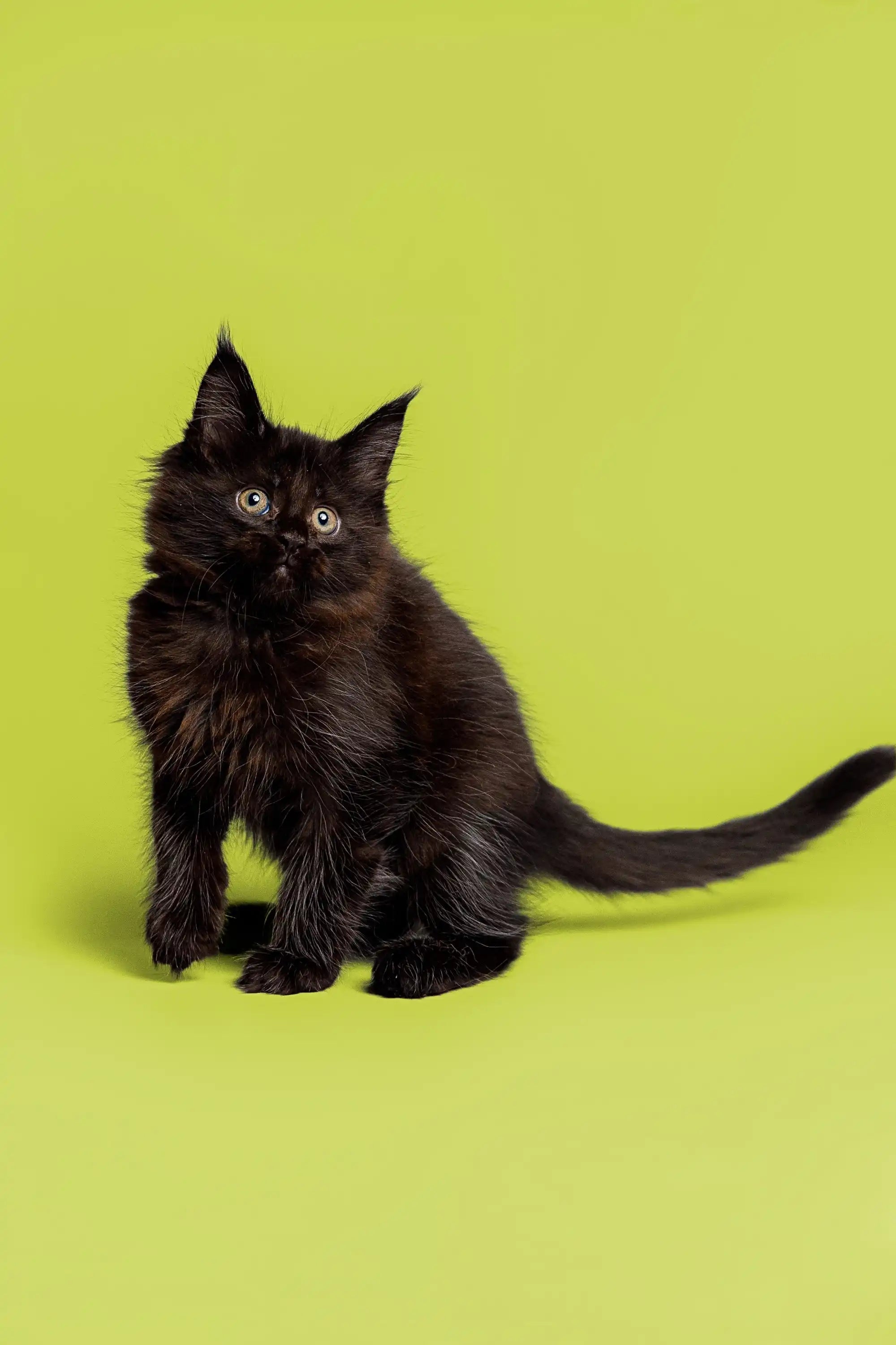 Maine Coon Kittens for Sale Prada | Kitten
