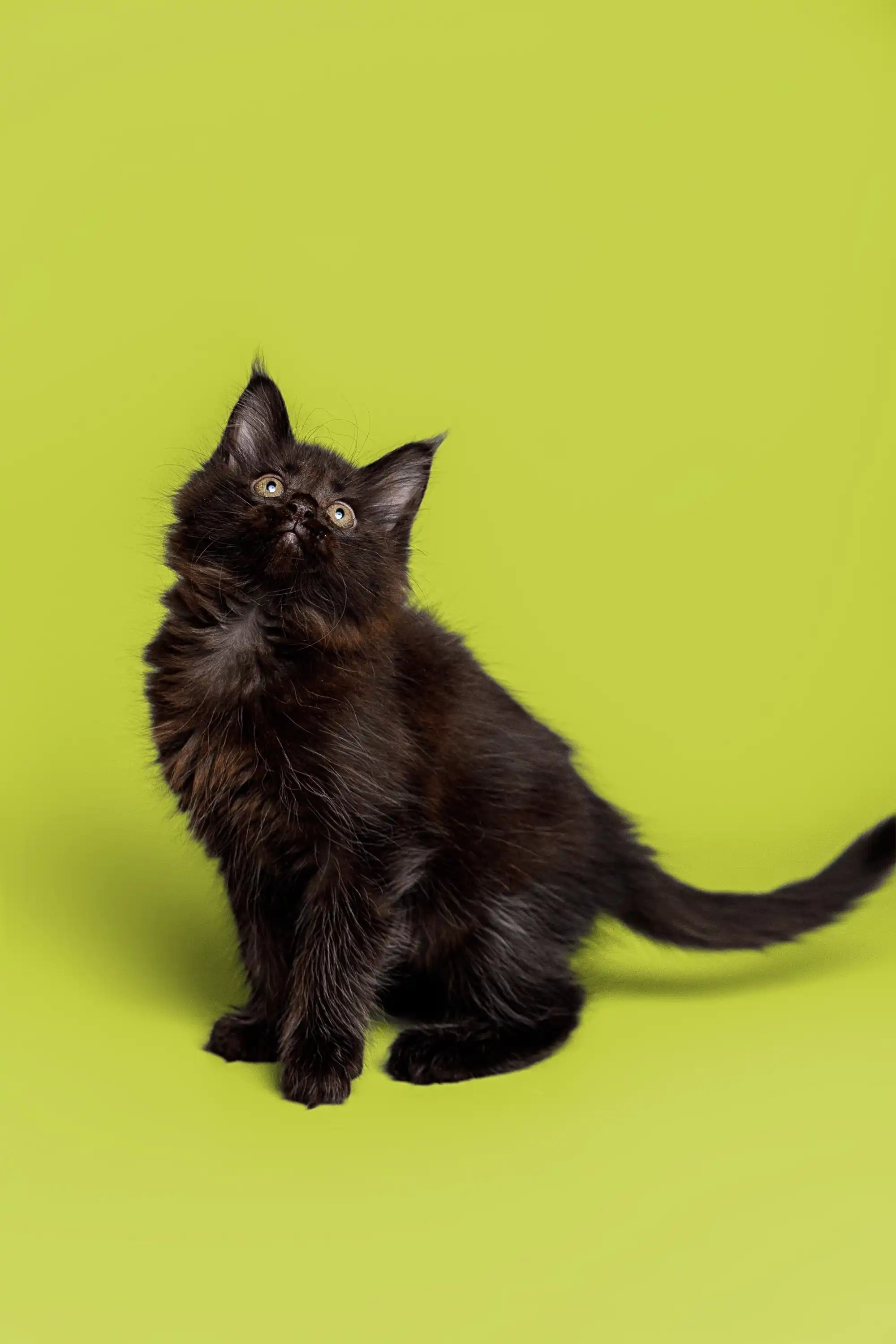 Maine Coon Kittens for Sale Prada | Kitten