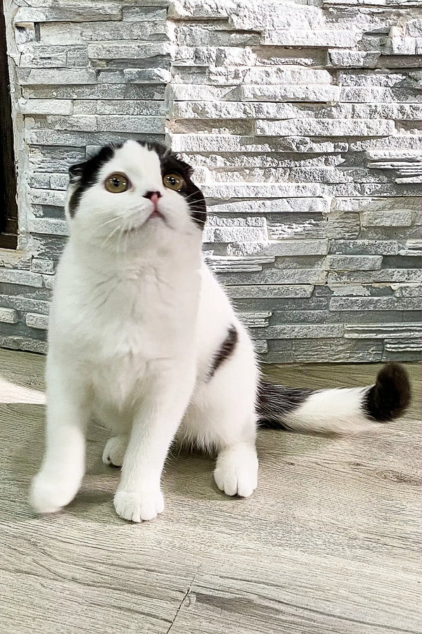 White and black Scottish Fold kitten sitting upright in Prada style