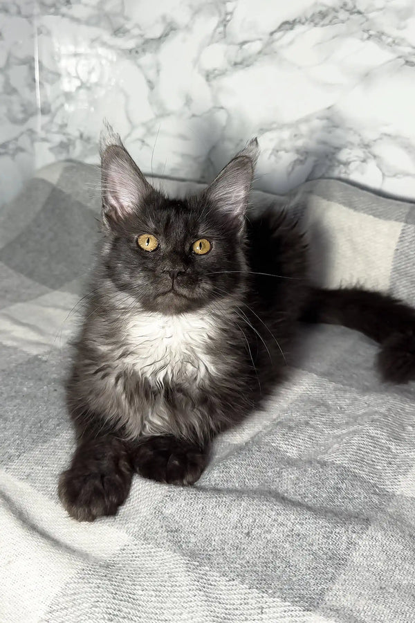 Cute Black Maine Coon kitten featured in Premia Maine Coon Kitten product