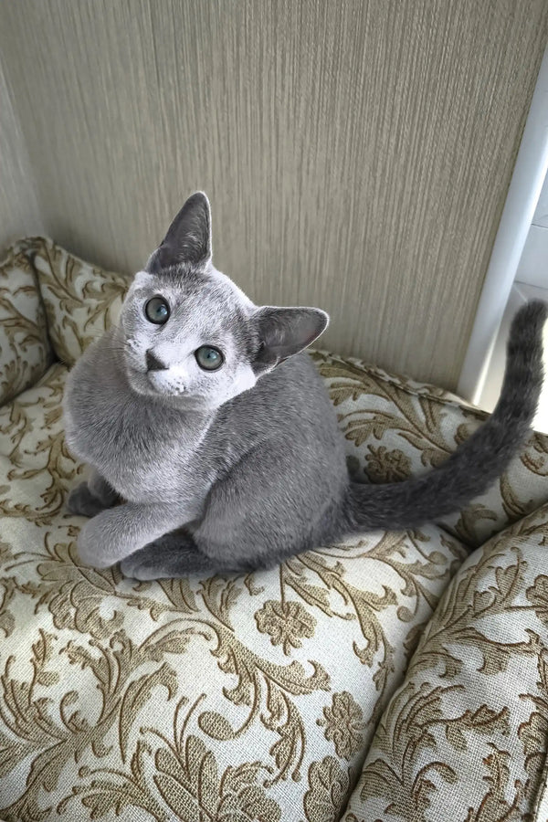Pretty | russian blue kitten