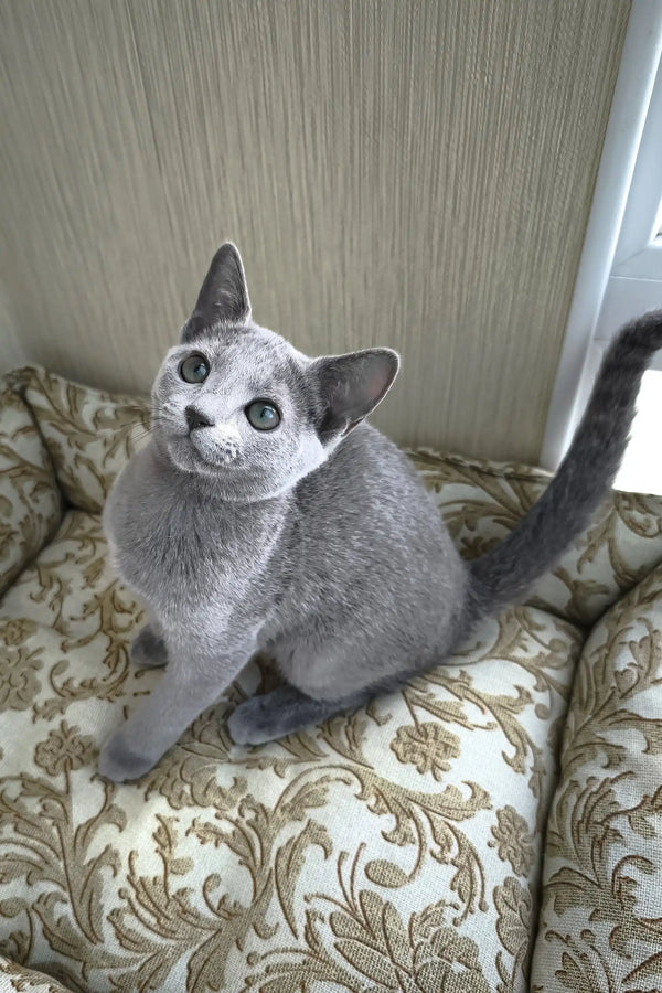 Pretty | russian blue kitten