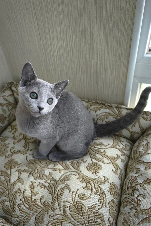 Pretty | russian blue kitten