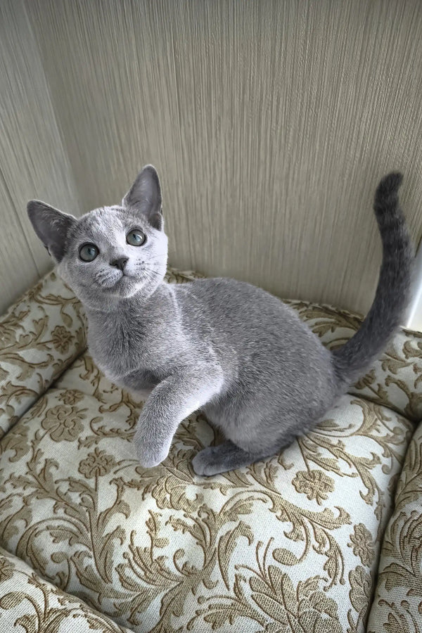 Pretty | russian blue kitten