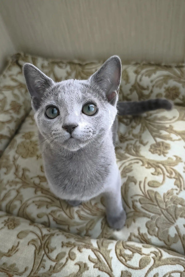 Pretty | russian blue kitten
