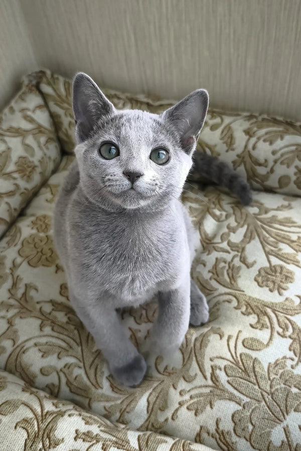 Pretty | russian blue kitten